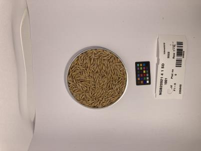 Click for 1 image(s) for this accession. SEED